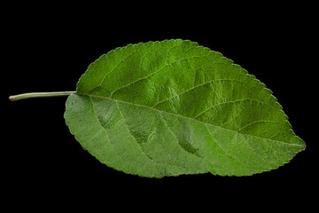 Wall Mural - Apple leaf closeup