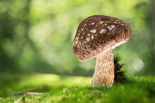 Mushroom Growing In A Mossy Forest  Background.