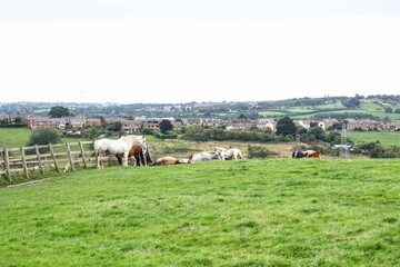 Sticker - Beautiful shot of a herd of horses in the pasture