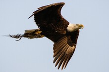 Bald Eagle In Flight Against The Blue Sky Carrying Nesting Material