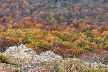 Wall Mural - High angle aerial view in Virginia Blue Ridge mountains overlook in autumn with colorful orange yellow tree leaf foliage and rocks in foreground on parkway