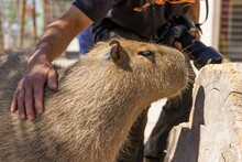 Capybara (hydrochoerus Hydrochaeris) At The Zoo In Arizona, USA