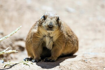 Poster - Closeup of a Groundhog in a park under the sunlight