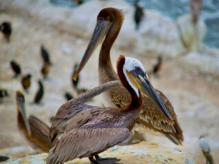 Wall Mural - Beautiful shot of brown pelicans