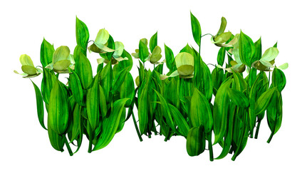 Wall Mural - 3D Rendering Slipper Orchid Flowers on White