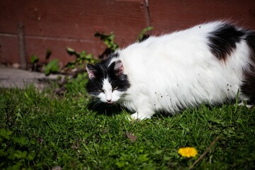 Poster - Closeup of a fluffy cat walking on the grass