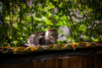 Poster - Closeup of a cute Norwegian forest cat sitting on the roof