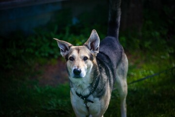 Canvas Print - Closeup portrait of a beautiful dog in the garden