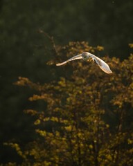 Wall Mural - Vertical shot of a common barn owl flying in the air
