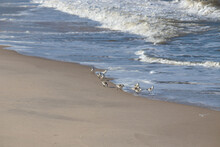 Sandpipers Running From Waves At The Beach In Cape May New Jersey