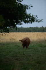 Canvas Print - Vertical shot of a brown, long haired Highland Cattle with horns in a green and dry field