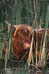 Wall Mural - Vertical shot of a brown Highland Cattle with horns sitting in a lake surrounded by bamboo