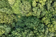 Overhead Shot Of Native Trees In New Zealand In A Small Forest