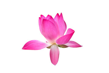 Wall Mural - isolated pink waterlily or lotus flower with clipping paths.