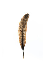 Real Feather Photo,Close-up Feather Brown Black Beautiful Isolated On The White Background.