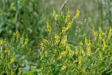 Yellow Blossoms Of Sweet Yellow Clover (Melilotus Officinalis).