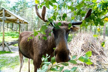 Poster - Close-up of a moose in a national park among green trees under sunlight