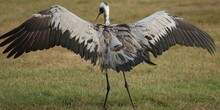 Gray Crane With Open Wings In The Field