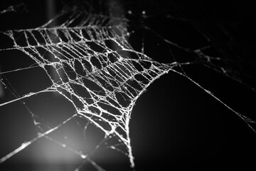 Wall Mural - triangle horror cobweb or spider web isolated on black background,horizontal photo