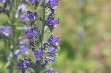Delphinium Flowers, Bee Pollinating, Close Up, Natural Background