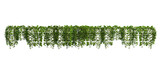 Fototapeta Sawanna - 3d render ivy with white background