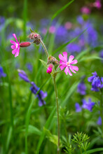 Red Campion (Silene Dioica) Wild Flower With Bluebells In The Background. Also Known As Adder’s Flower, Robin Hood, Cuckoo Flower.