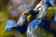 Closeup Of Glaucous Macaws Under The Sunlight