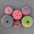 © Dimitrios - A collection of colorful sea urchins on wet sand, top view close up.