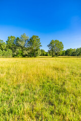 Wall Mural - idyllic mountain landscape with fresh green meadows and blooming wildflowers. idyllic nature country