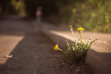 dandelion grows on asphalt road