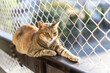 A striped cat sitting on a balcony with net protection