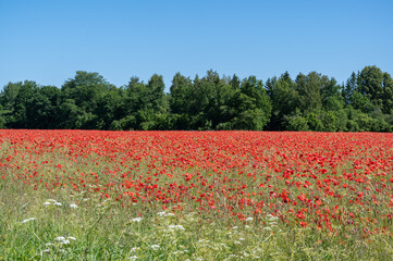 Wall Mural - poppie field