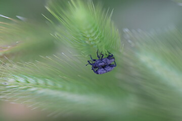 macro of weevils mating