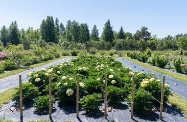 Sticker - blooming peonia