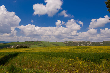 Sticker - bellissima vista con cipressi in toscana