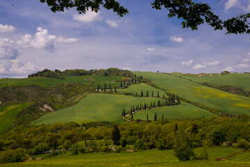 Sticker - bellissima vista con cipressi in toscana