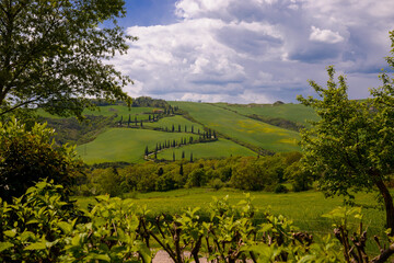 Sticker - bellissima vista con cipressi in toscana