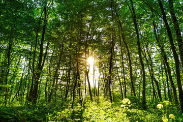 Poster - forest with path and bright sun shining through the trees