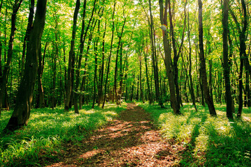 forest trees nature green wood sunlight backgrounds