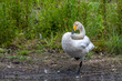 87 / 5.000
Vertaalresultaten
star_border
a little swan stands by the water and looks around and cleans itself and drinks water