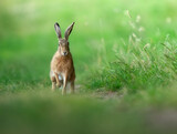 Fototapeta Las - hare in the grass