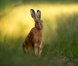 Fototapeta Las - hare in the meadow at sunrise 