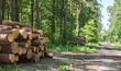 stosy drewna sosnowego w lesie