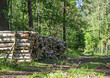 stos drewna przy leśnej drodze