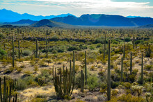 Organ Pipe National Park, Group Of Large Cacti Against A Blue Sky (Stenocereus Thurberi) And Carnegiea Gigantea, Arizona