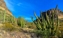 Organ Pipe National Park, Group Of Large Cacti Against A Blue Sky (Stenocereus Thurberi) And Carnegiea Gigantea, Arizona