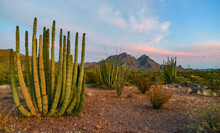 Group Of Large Cacti Against A Blue Sky (Stenocereus Thurberi) And Carnegiea Gigantea. Organ Pipe National Park, Arizona