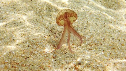 Wall Mural - SLOW MOTION: Pelagia noctiluca species in the family Pelagiidae OF the Mediterranean Sea, the North Sea and Atlantic, Mexico, and Australia. Luminous jellyfish floating in the water on sea background.