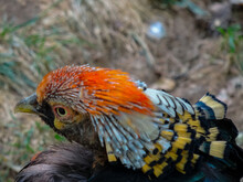 Head Of A Golden Pheasant ( Male Rainbow Pheasant) With Magnificent Colorful Feathers Reminder Of President Donald Trump Hair Style	