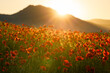 Field of blooming red poppy flowers in backlight with mountains in the background at sunset. Turiec Valley in Slovakia, Europe.